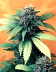 Marijuana