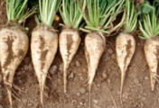 http://areweeatingfishyfood.com/wp-content/uploads/2013/06/sugar_beet_Don_Morishita-e1370614175311.jpg